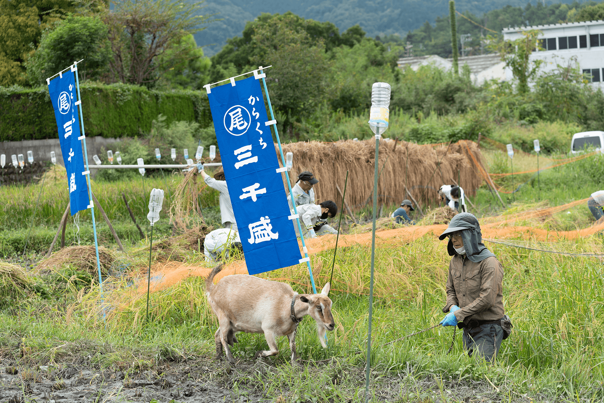 021年9月、稲刈り。　其の四